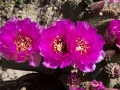 Brilliant Cacti Blooms in the Alabama Hills, California