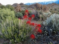 Indian Paintbrush Blooms in the Alabama Hills, California