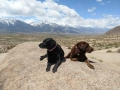 Our Pups at the Alabama Hills, California