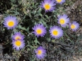 Purple Asters Blooms in the Alabama Hills, California