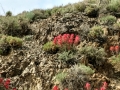 Indian Paintbrush Blooms along Cerro Gordo Road, California