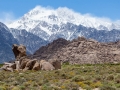 Good Dog Rocks & Blowing Snow on the Eastern Sierras