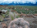 Cacti & Eastern Sierras Vista