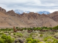 Corral, Alabama Hills, & Eastern Sierras