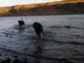 Jasmine & Pepper Swimming in Columbia River at Peach Beach RV Park