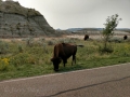 Theodore Roosevelt National Park - Buffalo