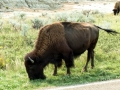 Theodore Roosevelt National Park - Buffalo