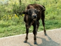 Theodore Roosevelt National Park - Curious Buffalo Calf
