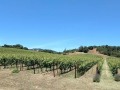 CA-128 - Anderson Valley Vineyard