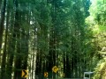 Scenic drive CA-128 - Navarro Redwoods