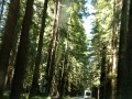 Scenic drive CA-128 - Navarro Redwoods