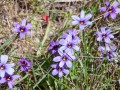 Point Arena - Mendocino Coast - Meadow Flowers