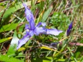 Point Arena - Mendocino Coast - Meadow Flowers