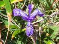 Point Arena - Mendocino Coast - Meadow Flowers