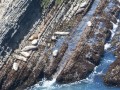 Point Arena - Mendocino Coast - basking seals