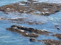 Point Arena - Mendocino Coast - basking seals