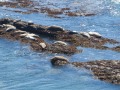 Point Arena - Mendocino Coast - basking seals