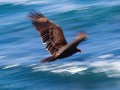 Point Arena - Mendocino Coast - Vulture