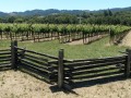 Scenic Drive CA-128 - Penny Royal Farms Vineyards