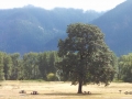 State Park in the Columbia River Gorge