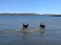 Bodega Bay - Pups at Play