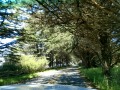 Bodega Bay - Tree-lined Road