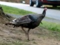 San Francisco North / Petaluma KOA - Wandering Turkey