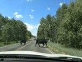 Uinta Mountains/Uinta National Forest - Cows Crossing
