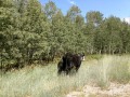 Uinta Mountains/Uinta National Forest - Cows Crossing