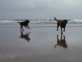 The pups at Manzanita Beach