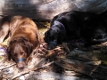 Jasmine & Pepper napping after a swim at Lake Crescent