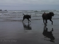 Jasmine & Pepper playing on beach at Makah Bay