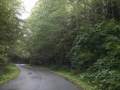 Wooded road near Shi Shi Beach