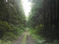 Wooded road near Shi Shi Beach