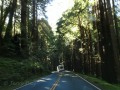 CA-128 - Navarro Redwoods