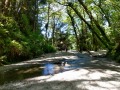 Fern Canyon