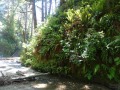 Fern Canyon