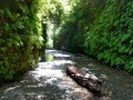 Fern Canyon