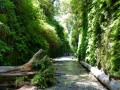 Fern Canyon