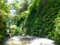 Fern Canyon