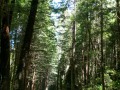 Narrow road to Fern Canyon