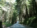 Narrow road to Fern Canyon