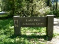 Lady Bird Johnson Grove - Redwoods Natl. Park