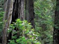 Prairie Creek Redwoods State Park - Rhododendrons