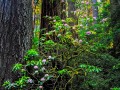 Prairie Creek Redwoods State Park - Rhododendrons