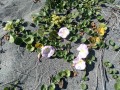 Prairie Creek Redwoods State Park - Beach Flowers