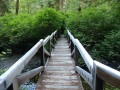 Prairie Creek Redwoods State Park - Foot Bridge