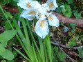 Prairie Creek Redwoods State Park - Iris