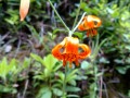 Prairie Creek Redwoods State Park - Lilly