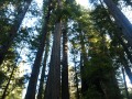 Prairie Creek Redwoods State Park